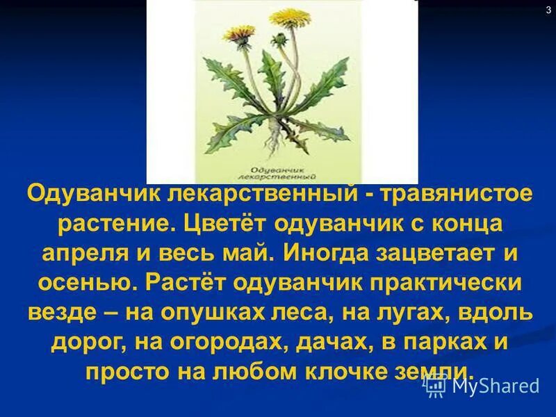 Рассказать о одуванчике. Доклад про одуванчик. Доклад на тему одуванчик. Одуванчик цветок описание.