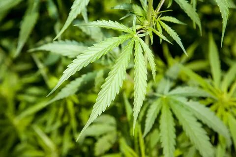 Hemp