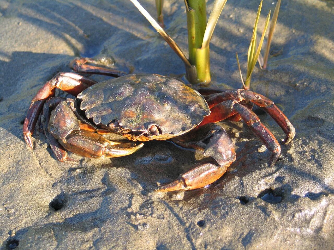 Пресные крабы. Carcinus Maenas. Краб. Морской краб. Сухопутный краб.