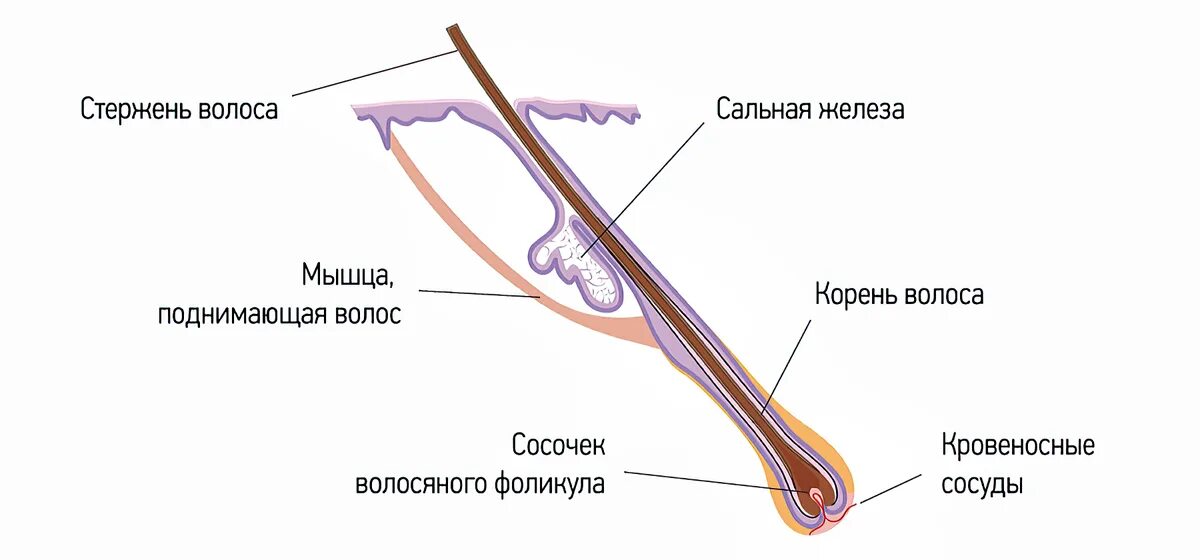 Какое происхождение волос. Строение волосяного фолликула схема. Схема строения стержня волоса. Структура волоса корень и стержень. Строение волоса корень и стержень.