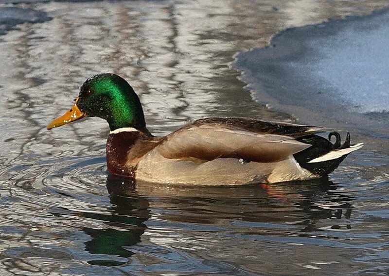 Утка краснодарская. Каюга (порода уток). Cayuga Duck породы уток. Утка Каюга Изумрудная. Утята Каюга.