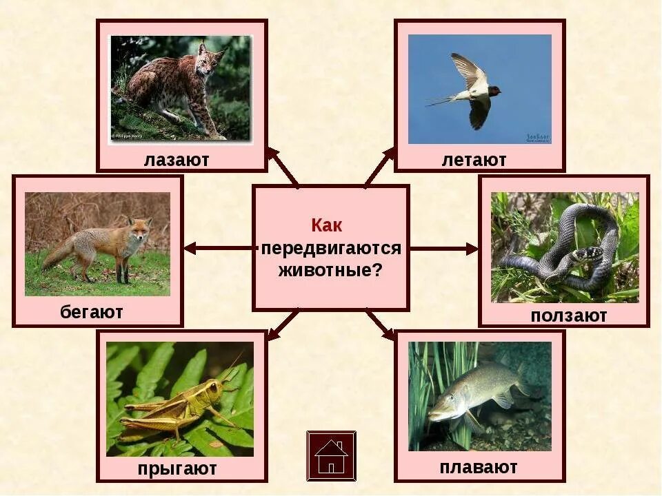 Как передвигаются животные. Передвигаться как животное. Кто как передвигается животные. Как могут передвигаться животные.