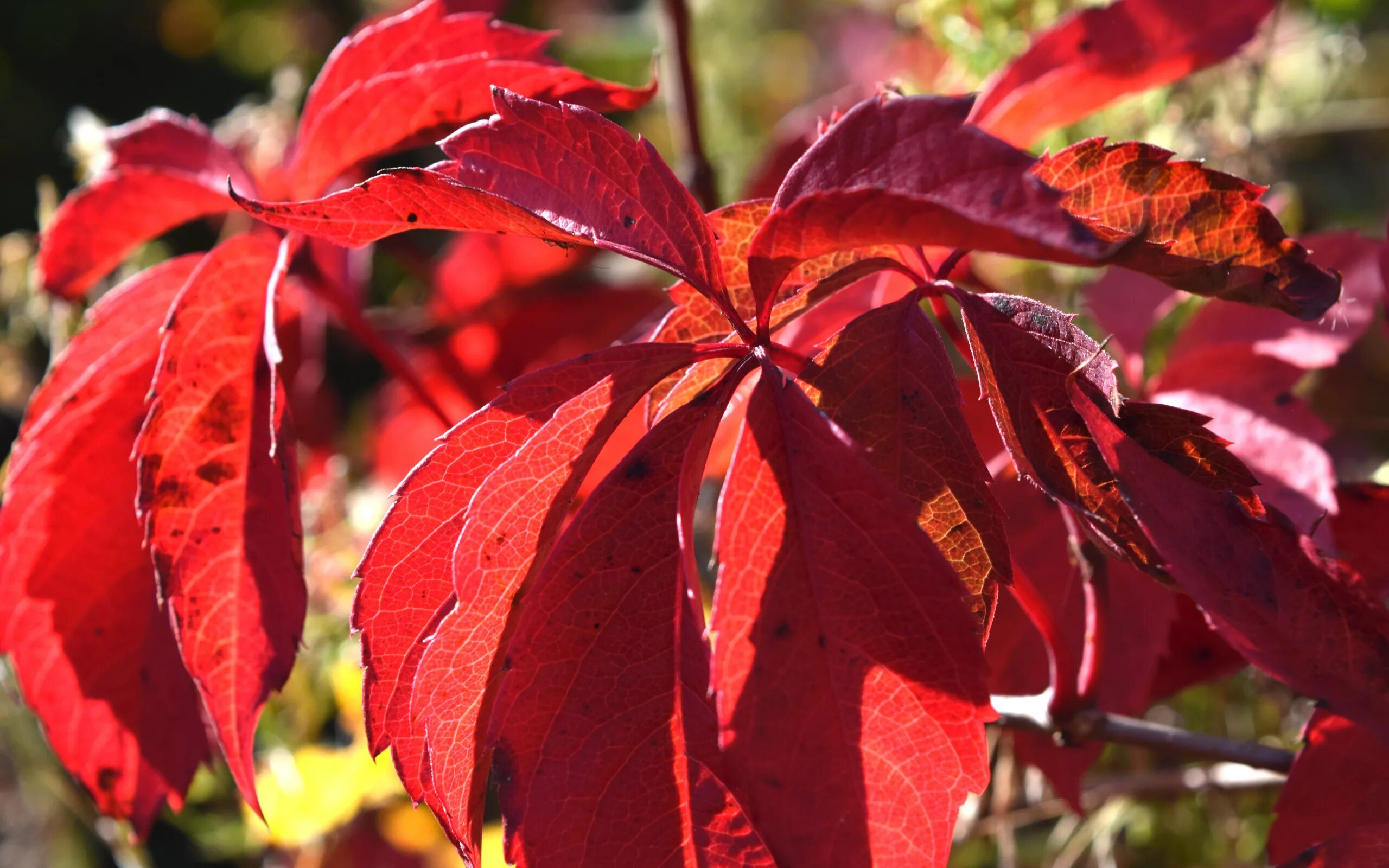 Free Images : vine, flower, wild, decoration, red, autumn, colorful, season, map