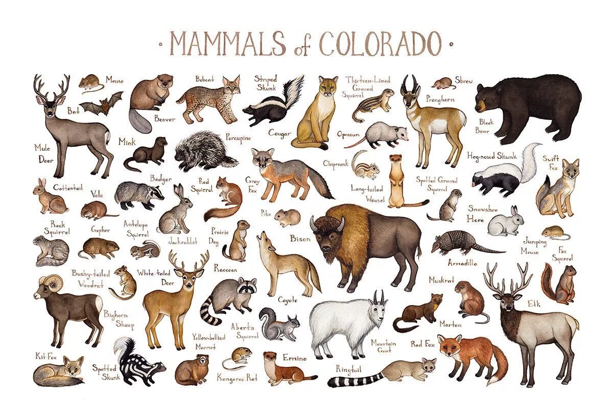 Млекопитающие животные примеры названия. Млекопитающие животные. Млекопитающие названия. Млекопитающие животные список животных. Название млекопитающих зверей.