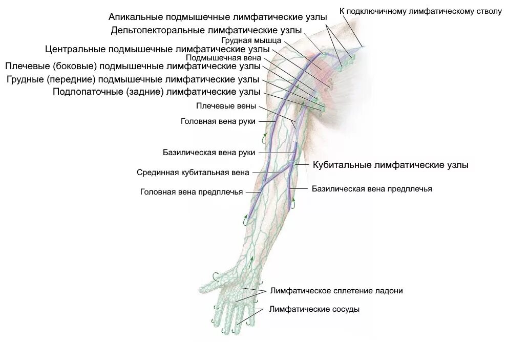 Лимфоузлы под мышками расположение у женщин. Где находятся лимфоузлы у человека на руках. Лимфатическая система верхних конечностей человека. Лимфатическая система руки человека схема. Локтевые лимфатические узлы расположение.