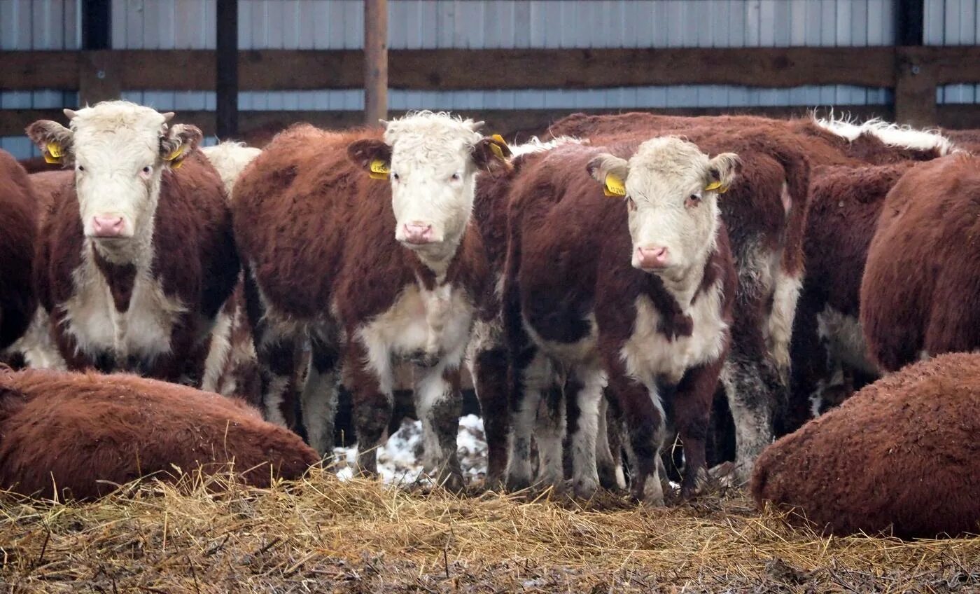 Что такое кфх. Ферма КФХ. Семейная животноводческая ферма. Частная ферма в России. Семейная животноводческая ферма мясного скота.