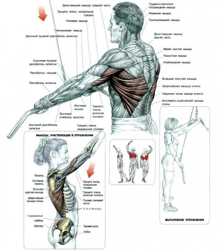 Упражнения для тренировки мышц спины в тренажерном зале. Упражнения для прокачки мышц спины. Анатомия силовых упражнений спина. Пуловер на блоке анатомия силовых упражнений.