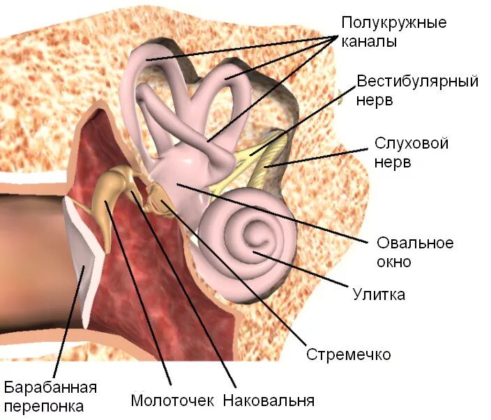 Среднее ухо анатомия строение среднего уха. Строение полости среднего уха. Анатомические структуры среднего уха. Анатомия среднеготуха. Какие структуры расположены в полости среднего уха