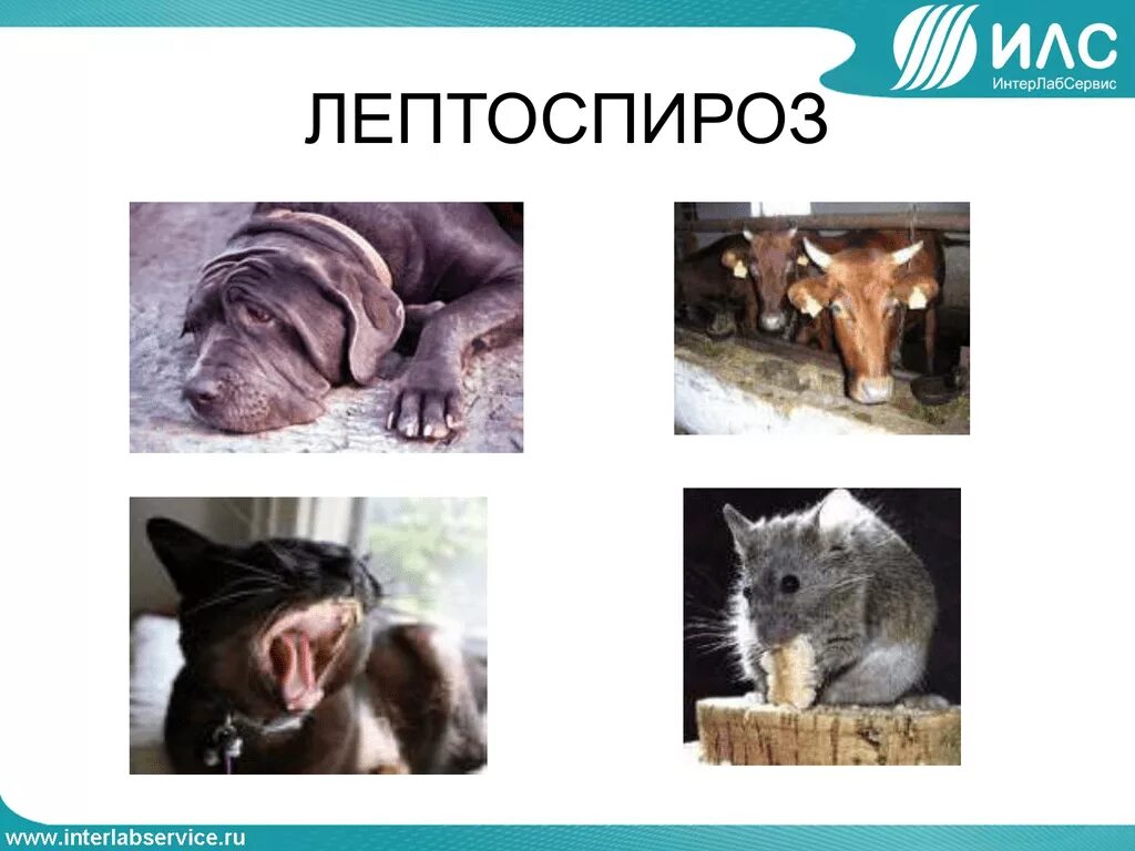 Лептоспироз животных. Лептоспироз животных презентация. лептоспироз у сельхоз животных. лептоспироз животных возбудитель.