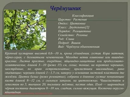 Систематика черемухи