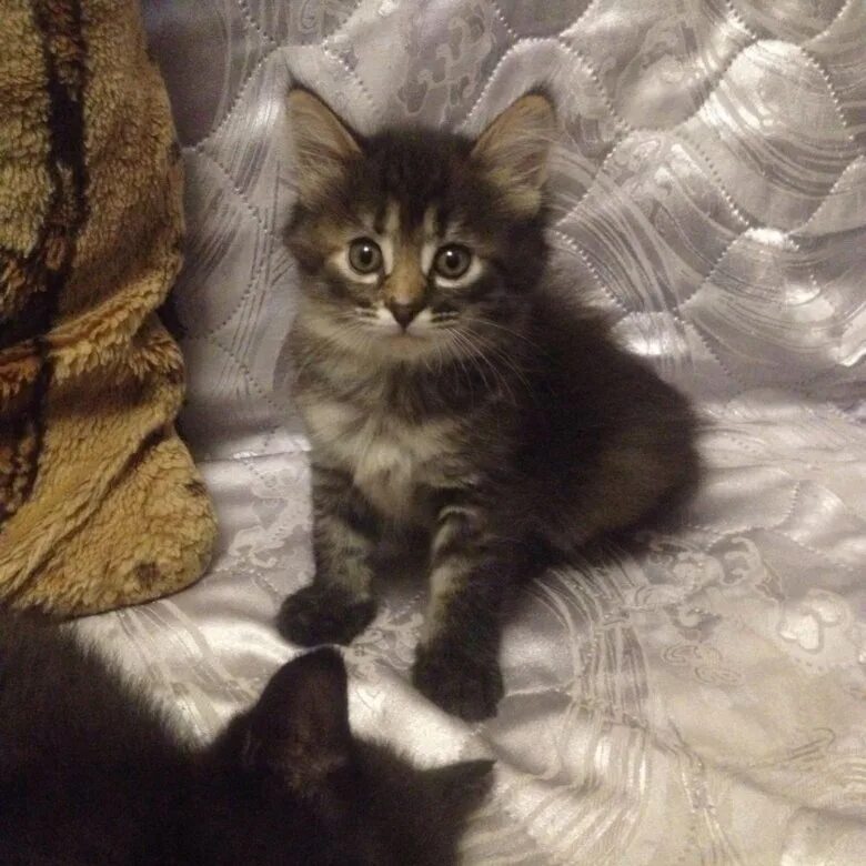 Кошки подольск