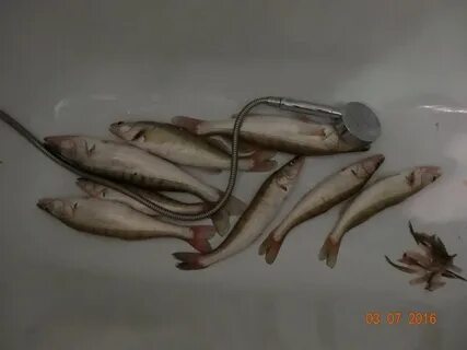 Володя выловил ложкой дымящуюся паром картофелину