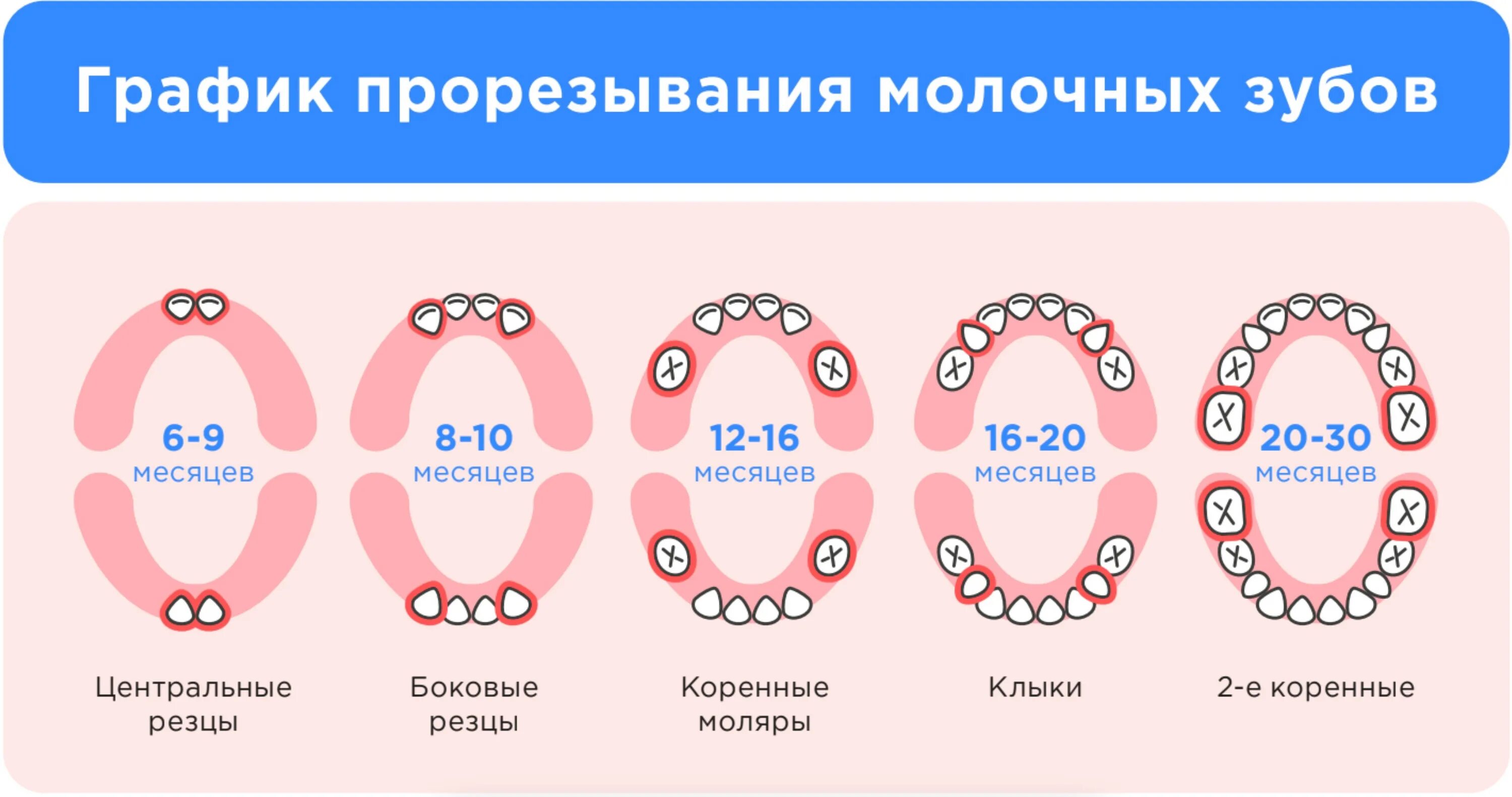 Сколько зубов должно вылезти. Порядок прорезывания молочных зубов. Схема прорезывания молочных зубов. Схема роста молочных зубов. Очередность вылезания молочных зубов.