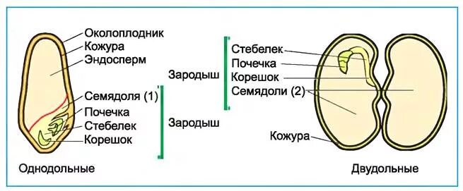 Наличие околоплодника. Строение семядоли зерновки. Строение семени фасоли и зерновки пшеницы. Строение однодольного семени. Строение зерновки пшеницы строение семян однодольных растений.