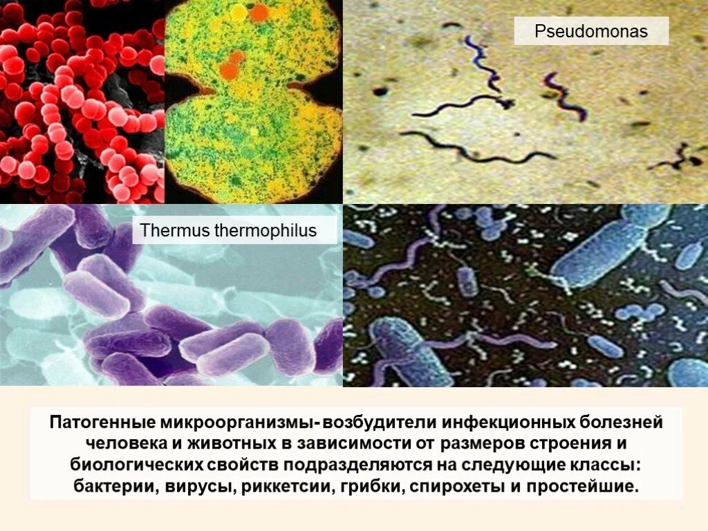 Болезнетворные бактерии животных. Бактерии вирусы риккетсии грибки. Биологическое оружие болезнетворные микроорганизмы:. Болезнетворные бактерии патогенные. Патогенные микроорганизмы возбудители.
