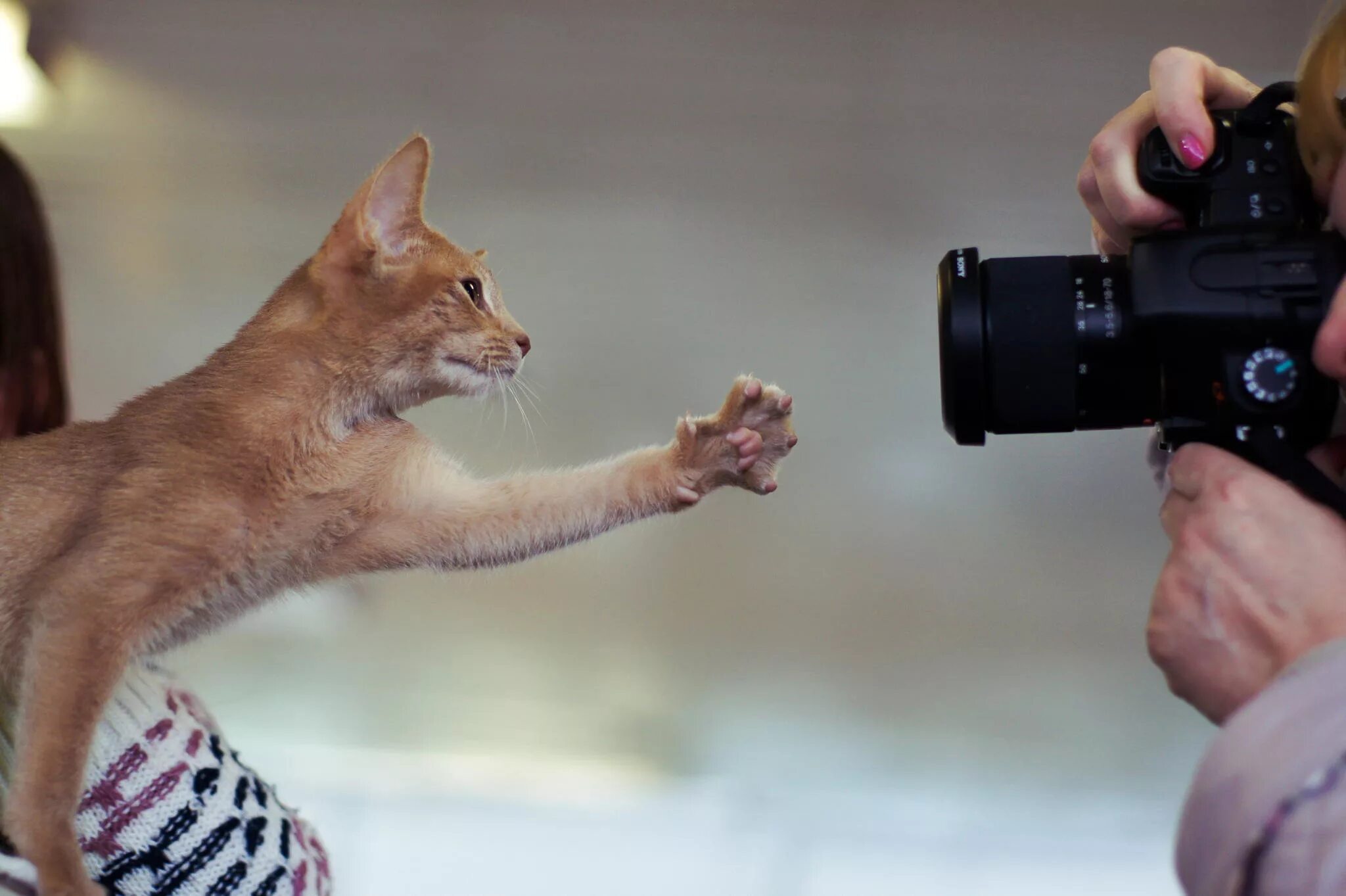 Аренда весел. Кошка фотографируется. Кот фотограф. Фотографирует животных. Фотограф фотографирует кота.