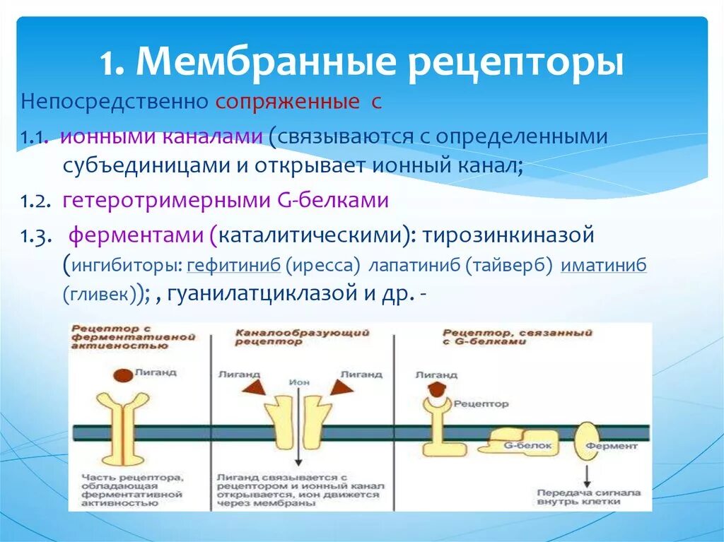 Строение мембранных рецепторов биохимия. Механизмы активации мембранных рецепторов. Мембранные рецепторы механизм клеточного ответа. Механизм действия мембранных рецепторов.