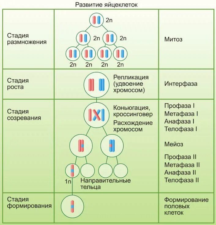 Последовательность процесса размножения человека. Овогенез анафаза 1 мейоза. Фаза созревания овогенеза. Овогенез процесс в стадии размножения. Фаза размножения овогенеза.