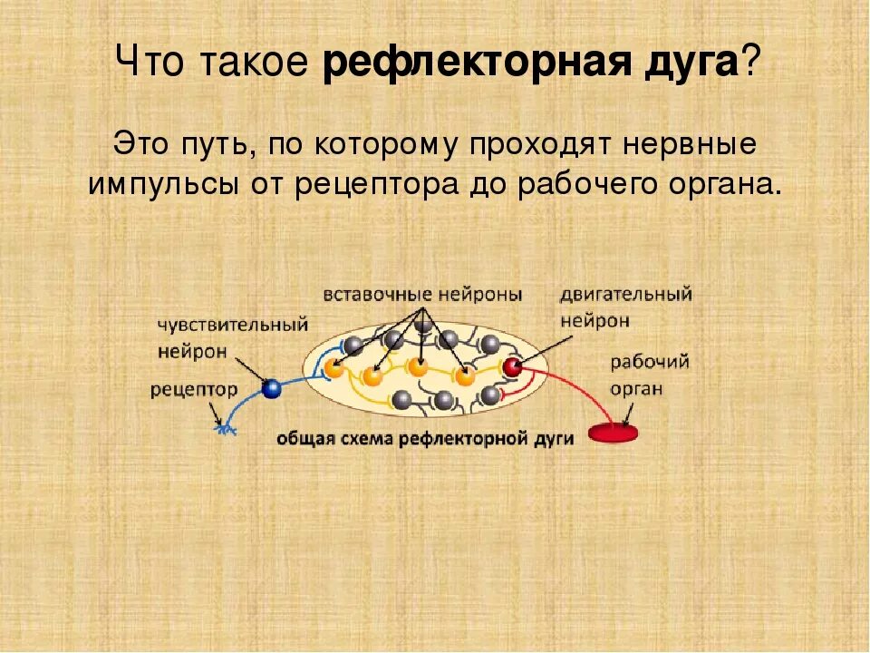 Общая схема рефлекторной дуги 8 класс. Рефлекторная дуга это в биологии 8 класс кратко. Рефлекс и рефлекторная дуга. Строение рефлекторной дуги 8 класс биология.