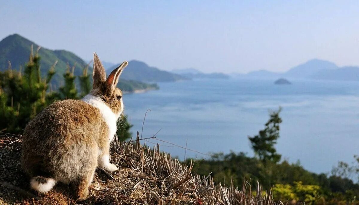 Rabbit turkey. Остров Окуносима Япония. Остров кроликов Окуносима. Остров кроличий Приморский край. Остров кроликов в Японии.