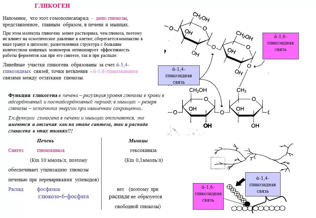 Роль глюкозы в живых организмах. Биохимические функции гликогена. Функции гликогена в печени. Функции печени депо гликогена. Тип гликозидной связи гликогена.