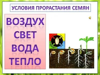 4 условия развития растений