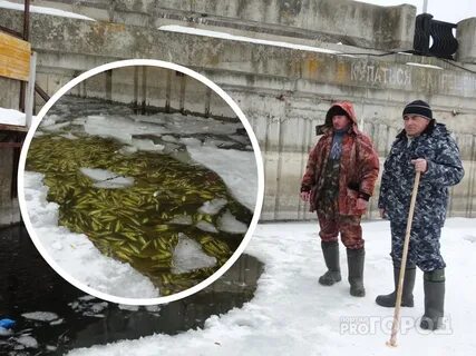 Залей рыбу