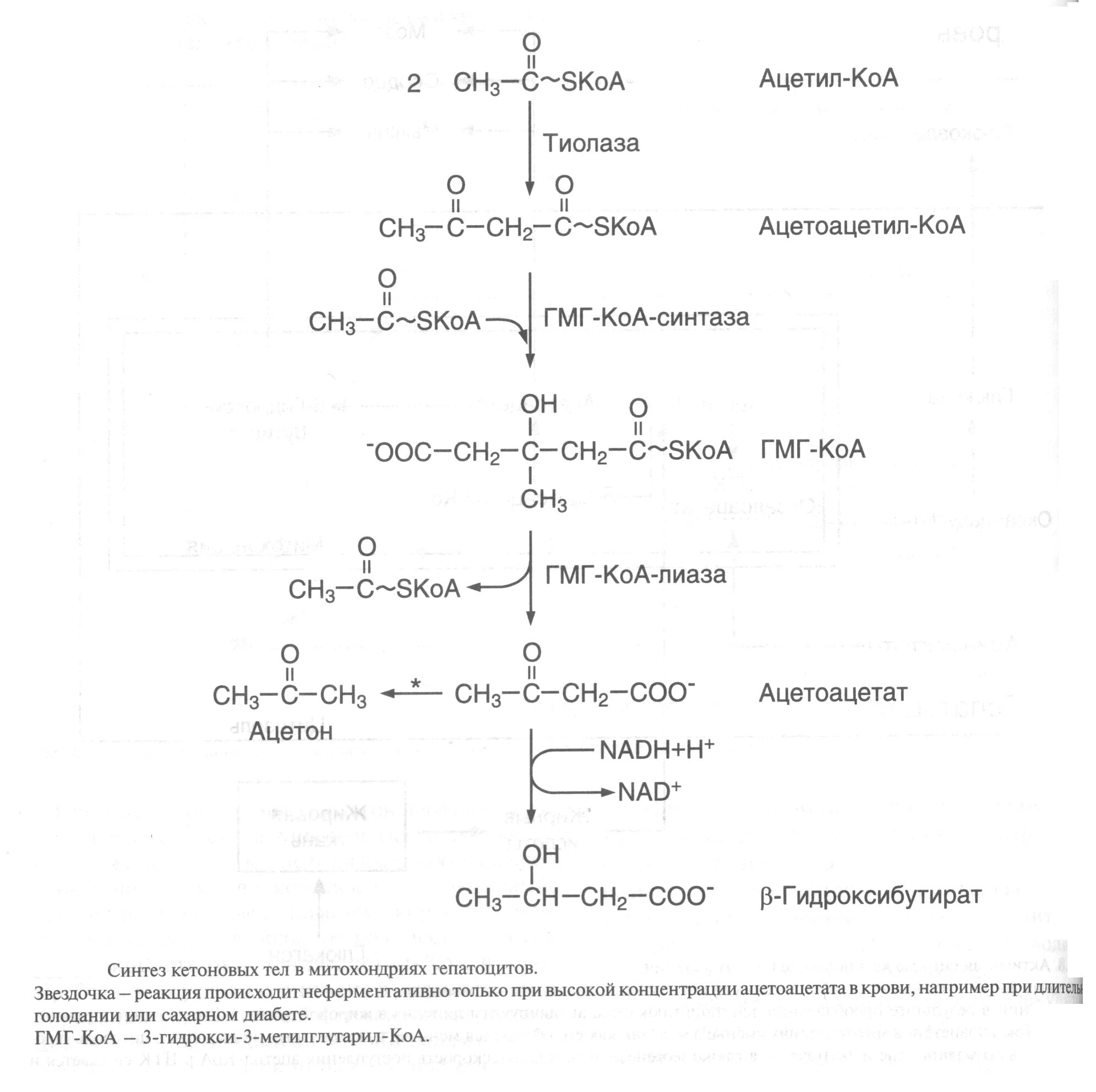 Синтез пальмитиновой. Синтез жирных кислот из ацетил КОА реакции. Синтез высших жирных кислот биохимия реакции. Цикл реакций биосинтеза высших жирных кислот. Синтез ВЖК из ацетил КОА.