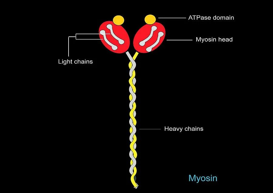 Белок миозин 2. Молекула миозина. Миозин связывающий белок с. Myosin Heavy Chain. Heavy and Light Chains of myosin.