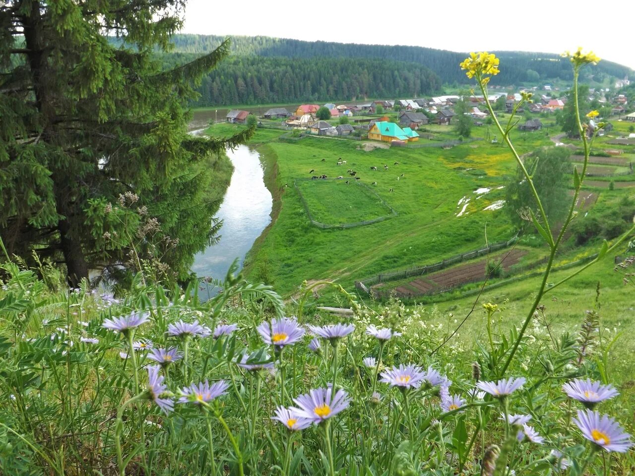 Калужские и тульские перелески. Луга Пермского края. Пермский край река Чусовая растения. Природный парк Куркино люпиновое поле. Луга Костромской области.