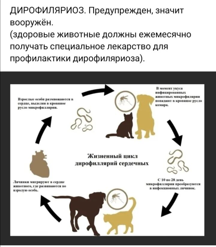 Какая болезнь передается от кошек. Дирофиляриоз жизненный цикл схема. Дирофиляриоз у собак схема развития. Дирофиляриоз цикл развития у животных. Заражения дирофиляриозом собак.