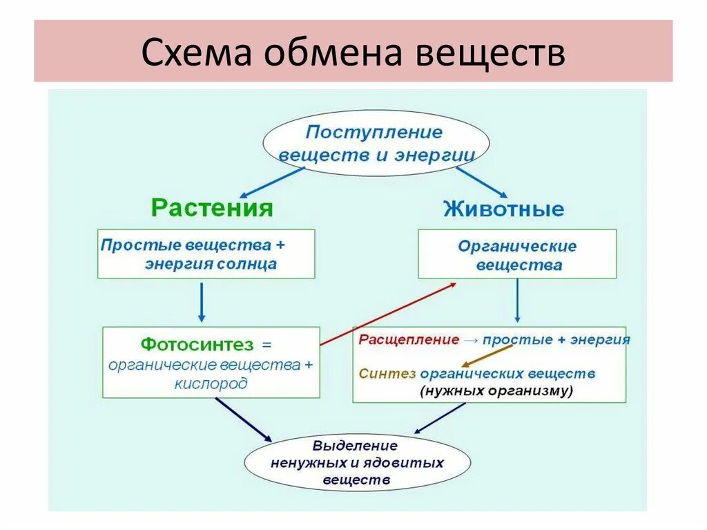 Обмен веществ человека биология. Обмен веществ схема биология. Обмен веществ и превращение энергии схема. Обмен веществ.основные процессы обмена веществ в организме.. Обмен веществ и энергии метаболизм схема.