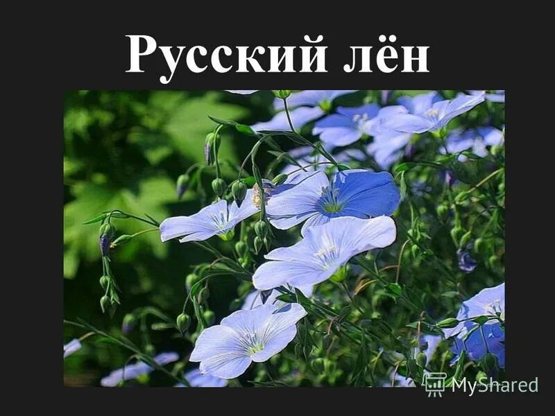 лен обыкновенный - linum usitatissimum. лен луговой. лен ртк. лен цветет. лен обыкновенный - linum usitatissimum.