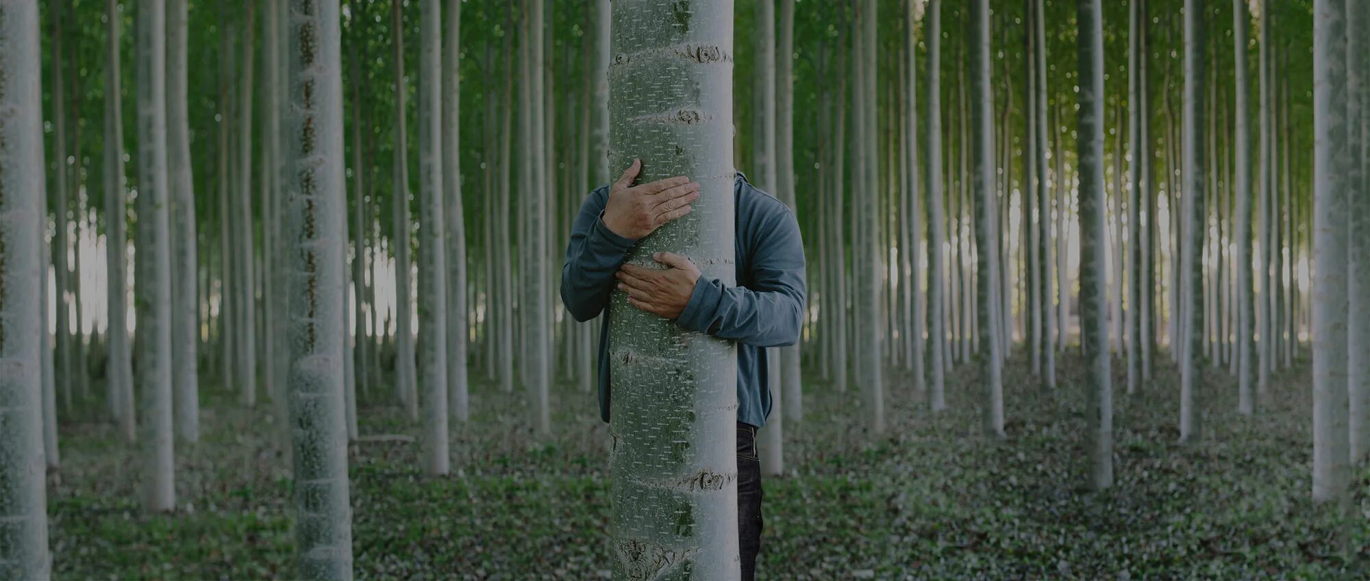 The trees are coming out. Forest for the trees.