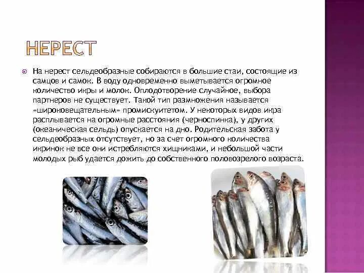 Значение сельдеобразных. Отряд сельдеобразные размножение. нерест сельдеобразных. сельдеобразные рыбы размножение. сельдеобразные сардины.