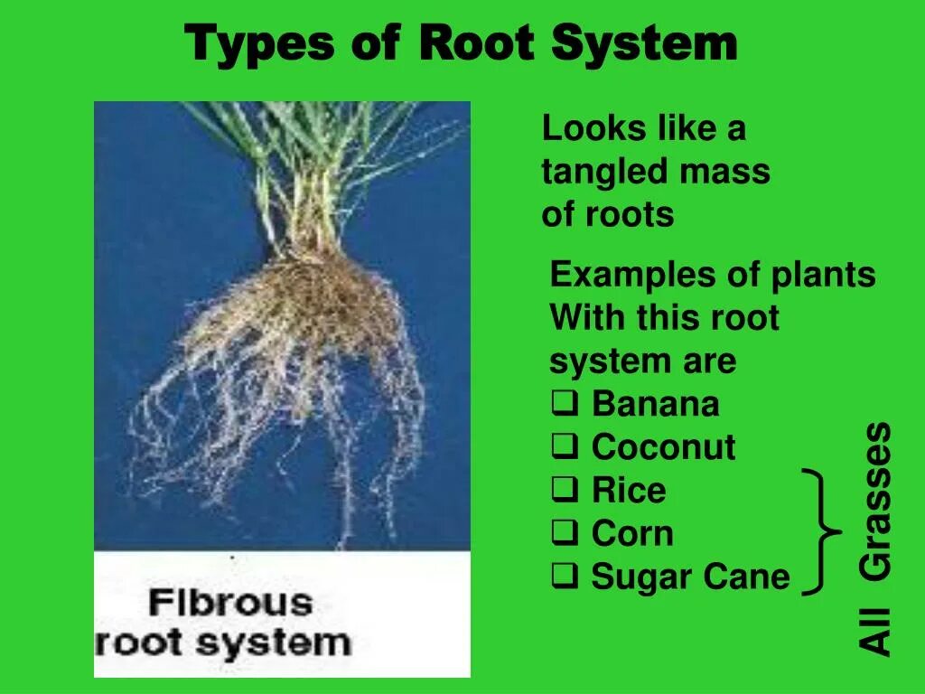 Root System Types. Types of roots. Корневая система банана. Корневая система кинзы.