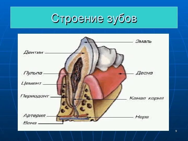 Классы полости рта. Пищеварительная система строение зуба. Пищеварение строение зуба 8 класс. Ротовая полость биология 8 класс. Биология 8 класс пищеварение в ротовой полости.