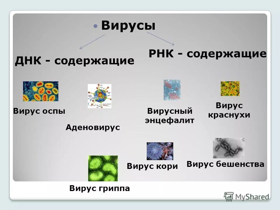 Многообразие вирусов 5 класс презентация. РНК содержащие вирусы. ДНК содержащие вирусы. РНК вирусы примеры. Вирусы ДНК содержащие и РНК содержащие.