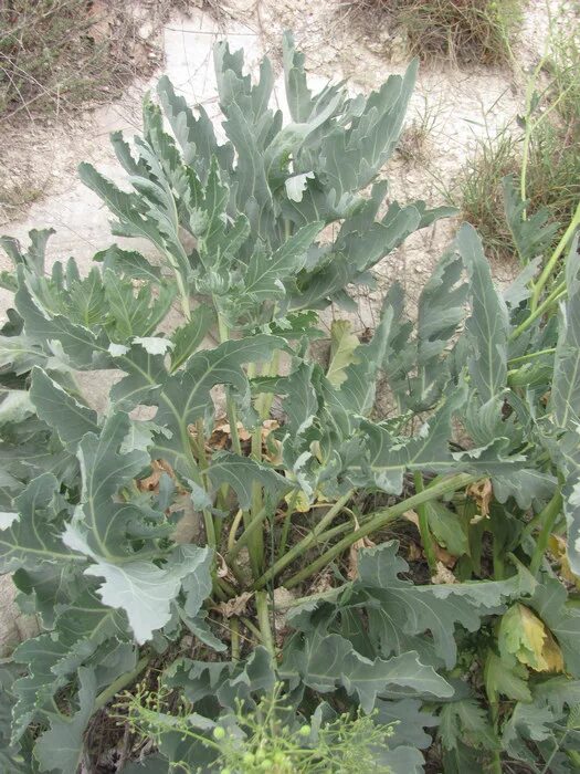 Катран crambe maritima. Crambe abyssinica seed oil. Катран сердцелистный семена. Катран приморский растение. Катран пикадром.