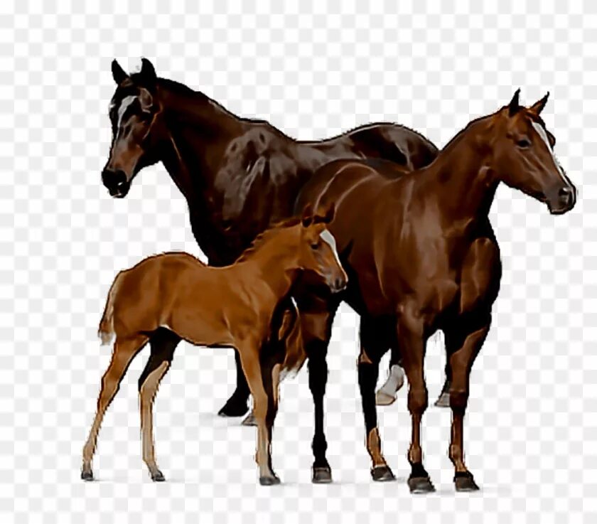 Horse family. Лошадь с жеребенком. Лошадь на белом фоне. Семья лошадей. Лошадь и жеребенок на белом фоне.