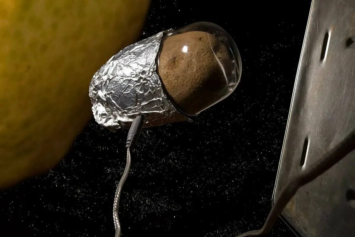 Какой овощ первый вырастили в космосе. Картошка в космосе. Картофель выращенный в космосе. Первый овощ выращенный в космосе. Картофель первый овощ, выращенный в космосе в 1995 году..
