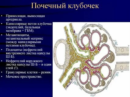 Сосудистого почечного клубочка