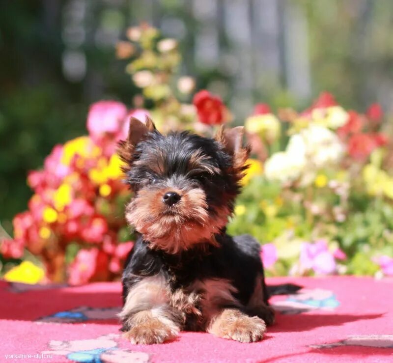 Йоркширский терьер ставропольский край. Ольга мельникова йоркширский терьеры. Йоркширский терьер ставропольский край. Йоркширский терьер ставропольский край. Йоркширский терьер ставропольский край.