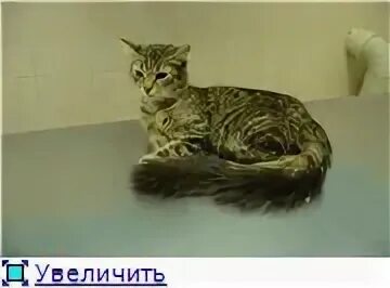 2 кг кота