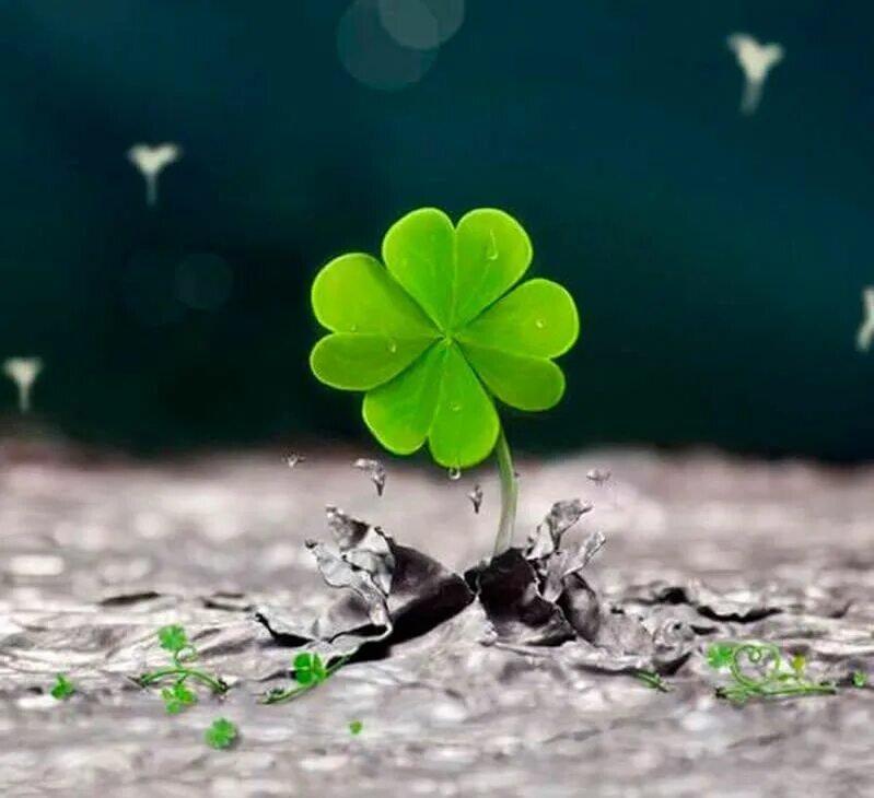 Удача останется. Пожелание удачи. Зеленый клевер четырехлистник символ. Удача останется. Удача останется.