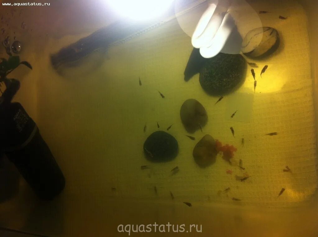 Мальки гуппи. Почему умирают мальки. Мальки в озере. Почему умирают мальки. Мальки пецилии 2 недели.