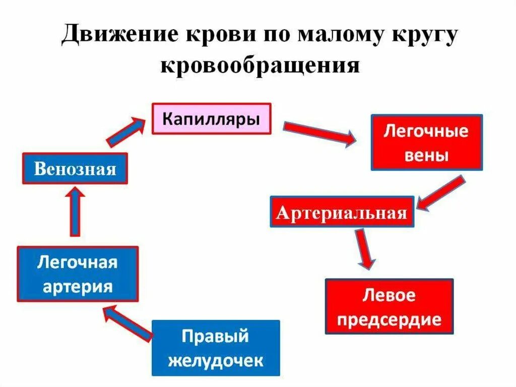 Последовательность движения крови в Малом круге кровообращения. Движение артериальной крови у человека последовательность. Схема движения крови по малому кругу кровообращения. Правильная последовательность кровообращения по малому кругу. Порядок малого круга кровообращения