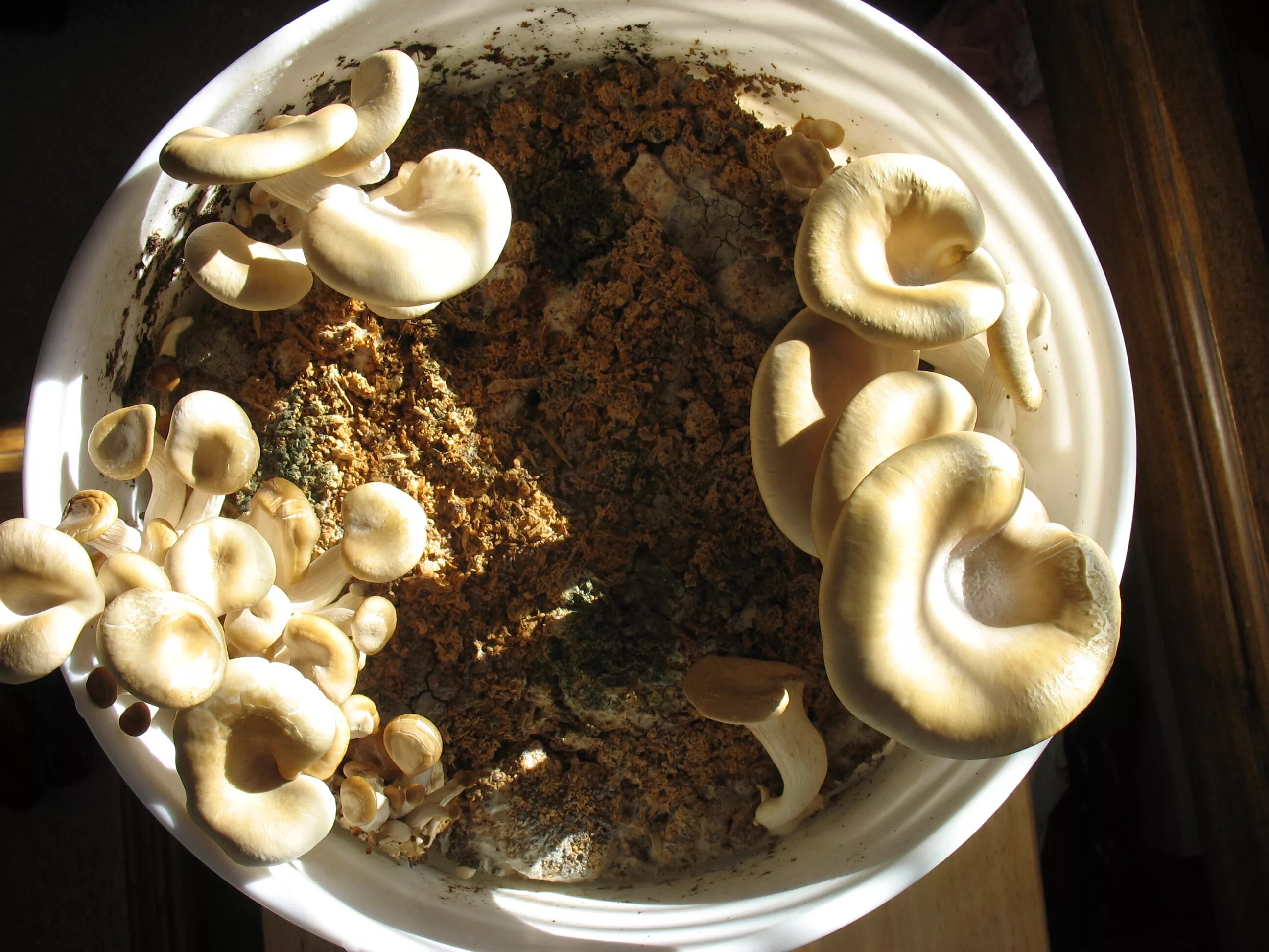 кофе из грибов. грибы фуд фото. кофейный гриб. подспичечники грибы. вешенки на кофейной гуще.