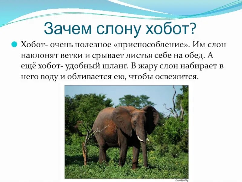 Хобот слона. Для чего нужен хобот слону. Приспособление слонов. Зачем слонам хобот.