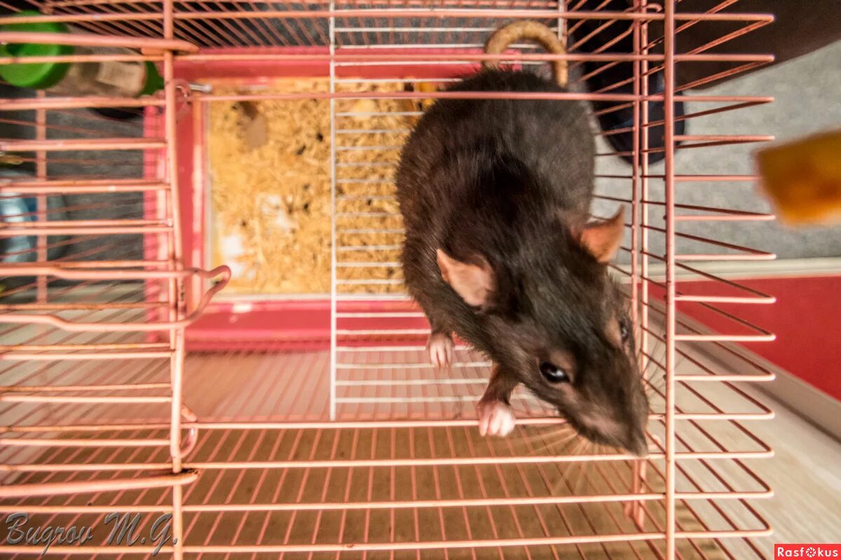 клетка для крысы дамбо. крыса пытается выбраться из клетки фото. клетка для домашней крысы. крыски домашние в клетке. крысиные года 1996, 2008, 2020.